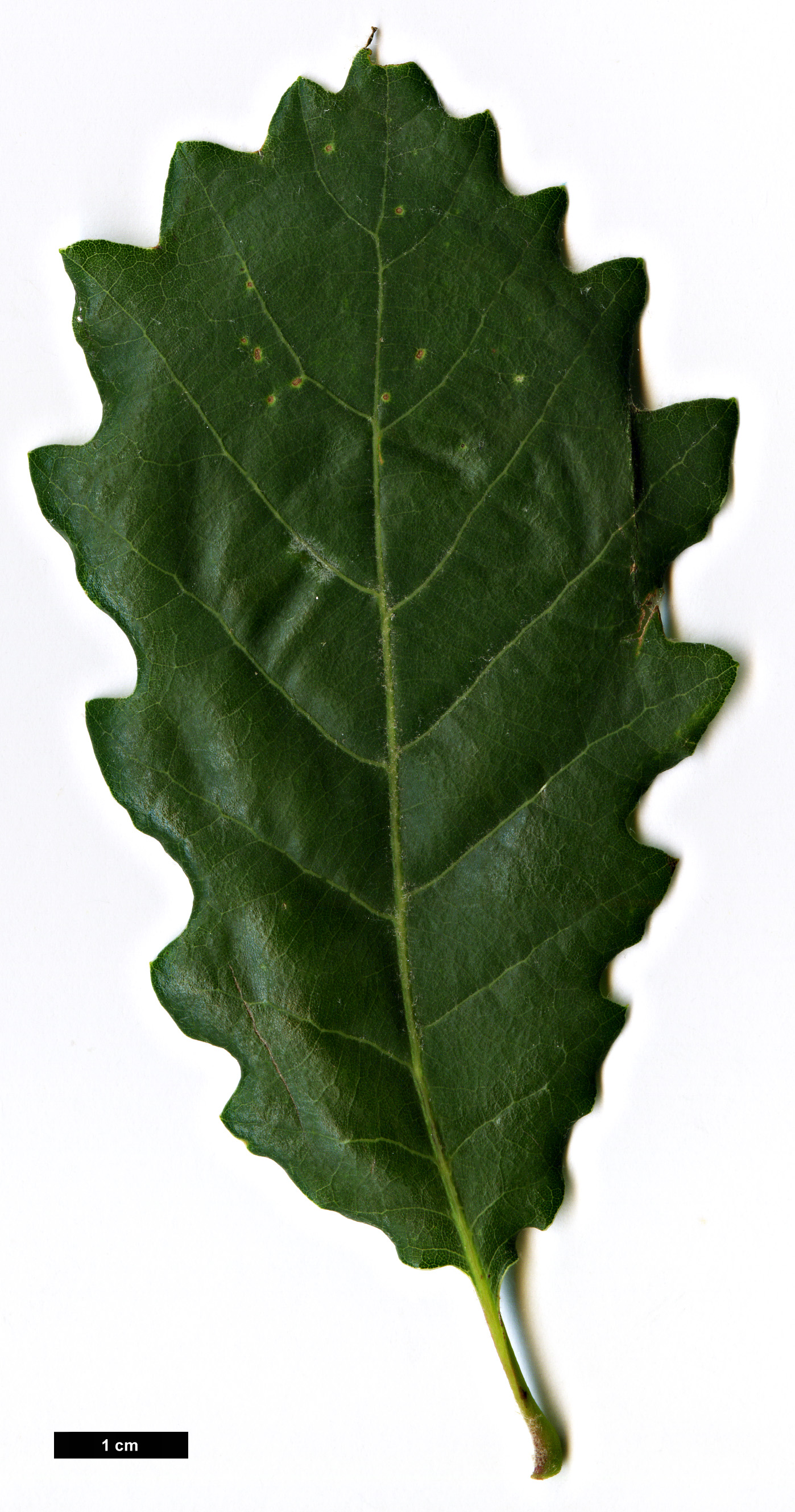 High resolution image: Family: Fagaceae - Genus: Quercus - Taxon: ×cerrioides (Q.canariensis × Q.pubescens subsp. subpyrenaica)